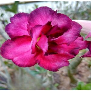 Adenium R143