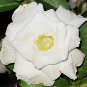 Adenium R145