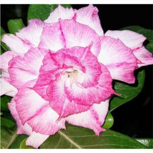 Adenium R148