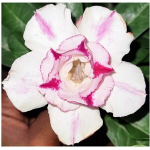 Adenium R149