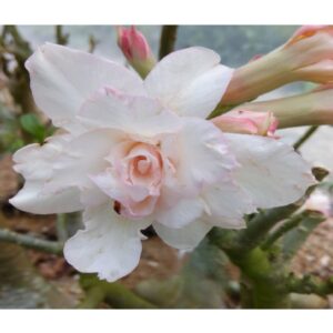 Adenium R15