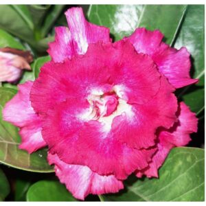 Adenium R154