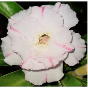 Adenium R157