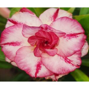 Adenium R16