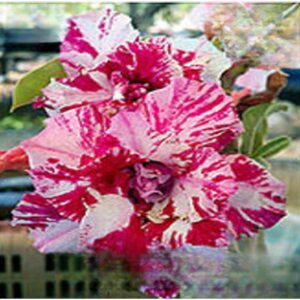 Adenium R160