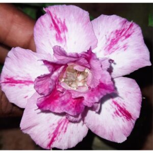 Adenium R161
