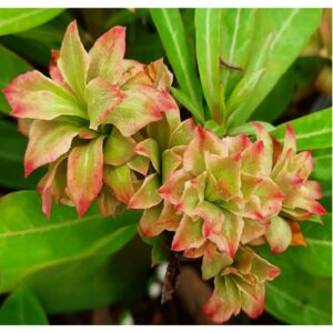 Adenium R163