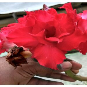 Adenium R17
