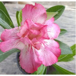 Adenium R170