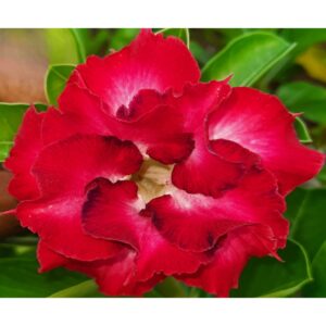 Adenium R18