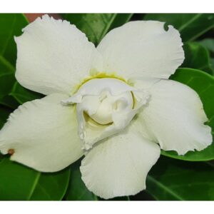 Adenium R21