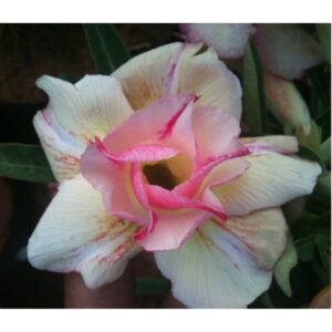 Adenium R22