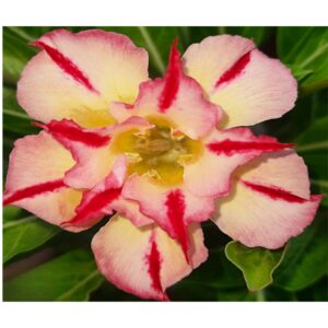 Adenium R23