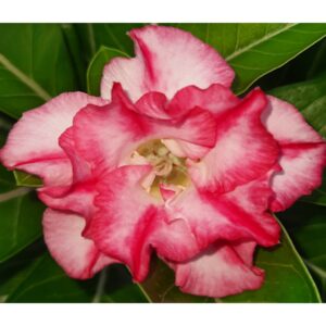 Adenium R24