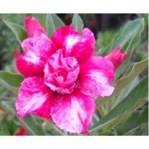 Adenium R25