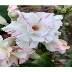 Adenium R27
