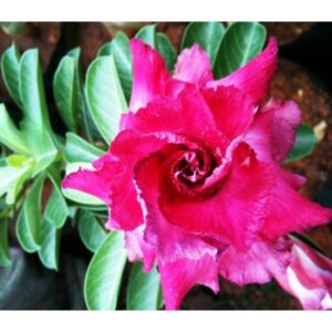 Adenium R28