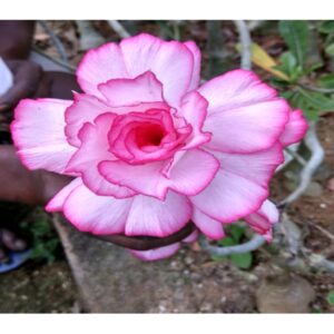 Adenium R30