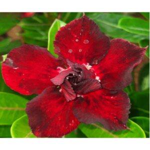 Adenium R32