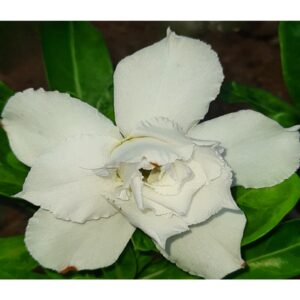 Adenium R34