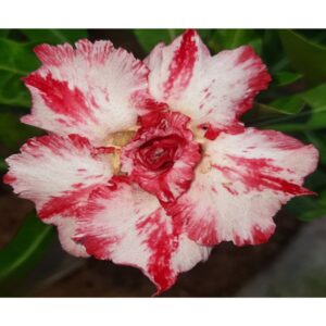 Adenium R35