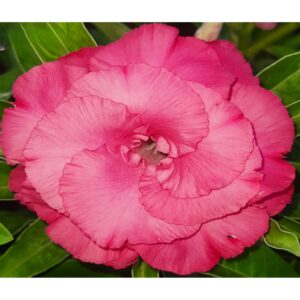 Adenium R40