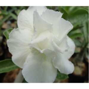 Adenium R51