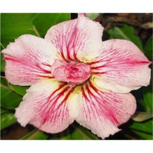 Adenium R53