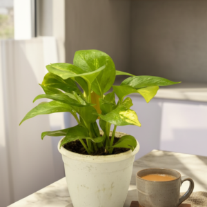 Green Money Plant