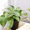 Marble Queen Pothos
