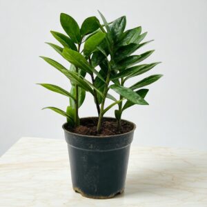 Green Zamiya Plant