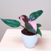 Philodendron pink Princess