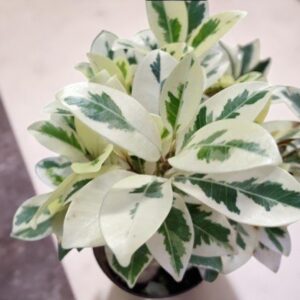 Safari Ficus