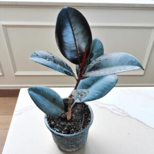 Rubber Plant