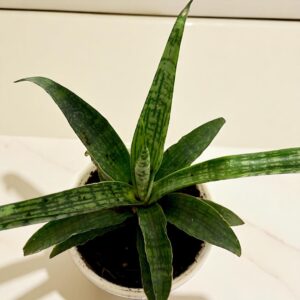 Sanseveria Silver Steel