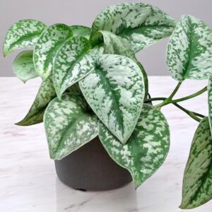 Scindapsus