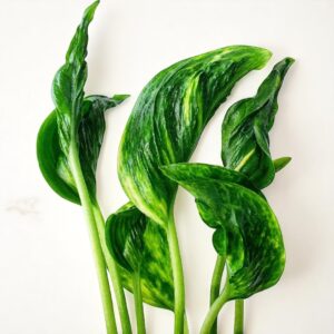 Sleeping Money Plant