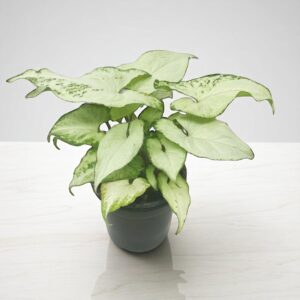White syngonium