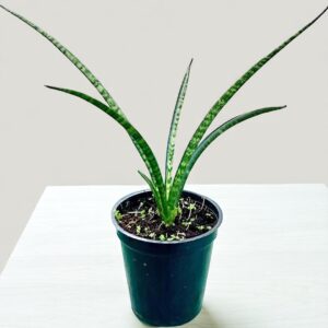 Sanseveria Bacularis Mikado