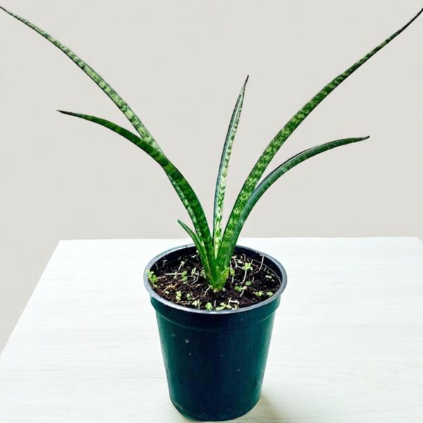 Sanseveria Bacularis Mikado