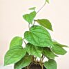 Beetel Paan
