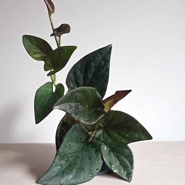Black money plant