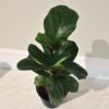Ficus Lyrata