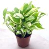 Enjoy Money Plant