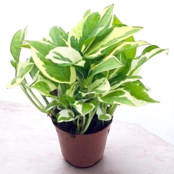 Enjoy Money Plant