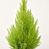 Green Thuja Plant