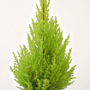 Green Thuja Plant