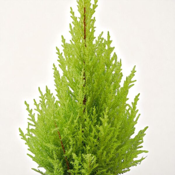 Green Thuja Plant