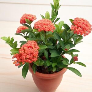 Ixora Plant