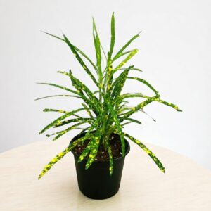 Lemon Croton